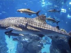 -成都浩海立方海洋公园