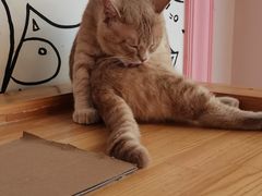 -喵匠猫主题咖啡(凯德和平广场店)