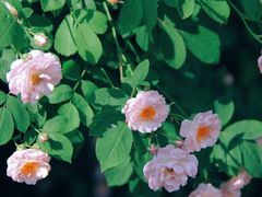 -UNIUNI(凯瑟琳广场店)