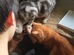 -猫猫幼稚园·撸猫·桌游·电玩