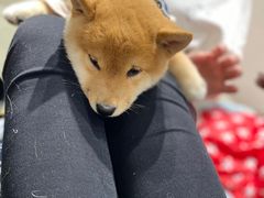 -逗柴咖啡屋·狗咖猫咖宠物桌游