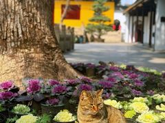 -西园戒幢律寺