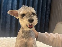 -宠爱国际动物医院· 猫科· 外科·中兽医(长白店)