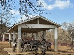 -石家庄市动物园