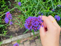 -黑龙江省森林植物园