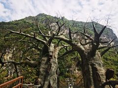 -长寿村