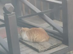 -一本钓鲔鱼屋