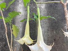 -老炳·七丛松甘草水果