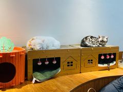 -有猫主题·治愈系猫咖(曾厝垵店)