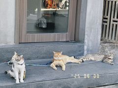 -Again Coffee Roaster(香蜜湖店)