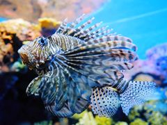 -上海海洋水族馆