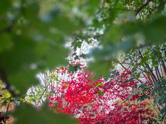 -花开海上生态园
