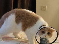 -创凡宠物医院·骨专科  猫科中心(西乡分院)