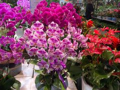 -金三角花鸟鱼综合市场-地面停车场