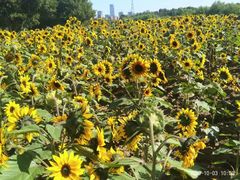 -长白岛森林公园