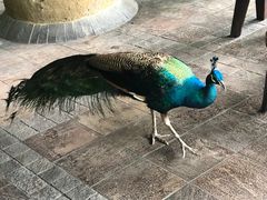 -新加坡飞禽公园