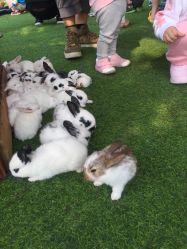 -萌宠亲子动物乐园(槐房万达店)