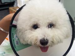 -东莞宠友24H宠物中心医院·转诊夜诊·异宠(新河北路院)