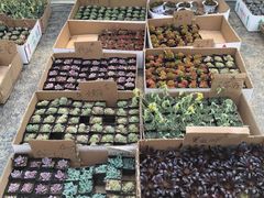-龙大花卉苗木市场