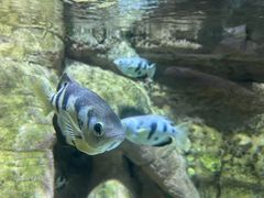 -迪拜水族馆及水下动物园