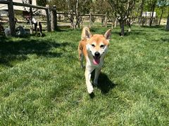 -爪吧宠物乐园 (温榆河示范区店)