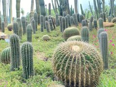 -深圳仙湖植物园