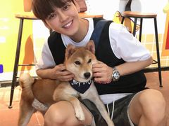 -柴犬高等学院·狗咖·柴犬售卖·宠物训练