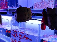 -中环花鸟鱼虫市场