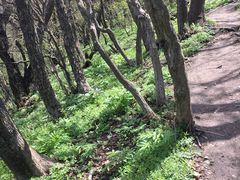 -王顺山国家森林公园