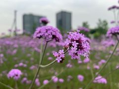 -杭州城北体育公园