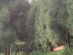 -武陵山森林公园