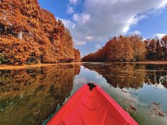-上海海湾国家森林公园