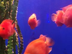 -锦艺城海洋馆