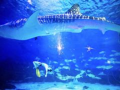 -烟台海昌鲸鲨海洋公园