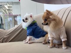 -怪兽屋·羊驼·猫咖·狗咖(俊华广场店)