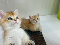 -青奢宠物·青奢猫舍