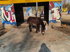 -前小桔亲子创意农场·草莓采摘·露营烧烤