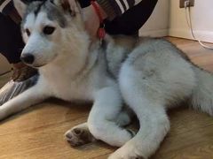 -Husky Go! 哈士奇体验馆·宠物咖啡厅狗咖