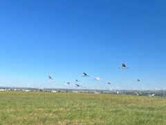 -盐城丹顶鹤湿地生态旅游区