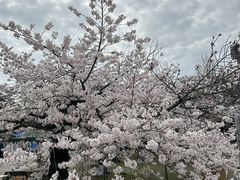 -家烧面馆【南山路知名经典面食】
