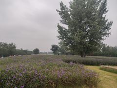 -汉长安城未央宫国家考古遗址公园