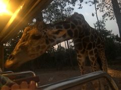 -清迈夜间动物园