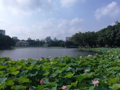 -荔湾湖公园