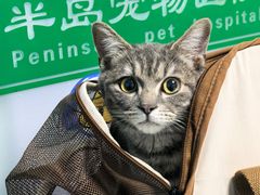 -半岛宠物医院24小时(科华中路店)