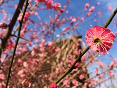 -石塘人家