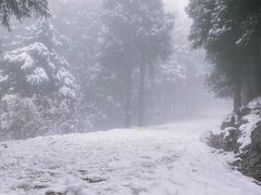 -武陵山森林公园