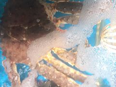-海蓝海鲜馆(五四北店)