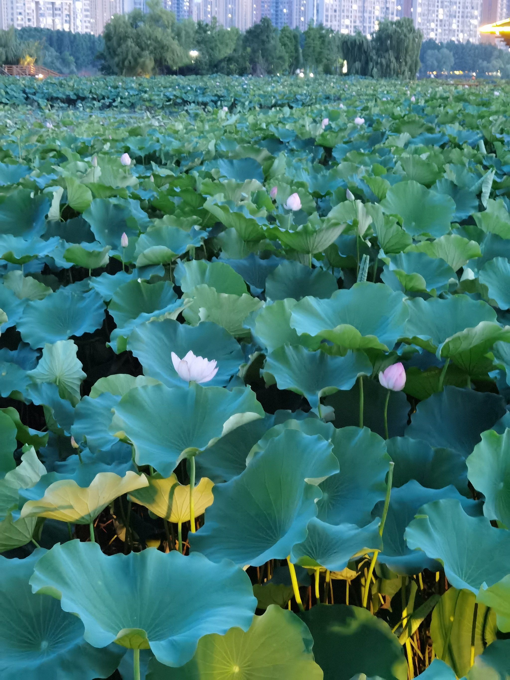 夏日清凉风光|钵池山公园荷塘夜色