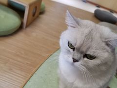 -猫和宫(六道口店)