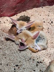 -Zoolung Zoolung动物主题公园(海信广场店)